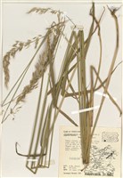 藏品(加拿大拂子草)的圖片